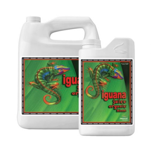 Iguana juice organic bloom