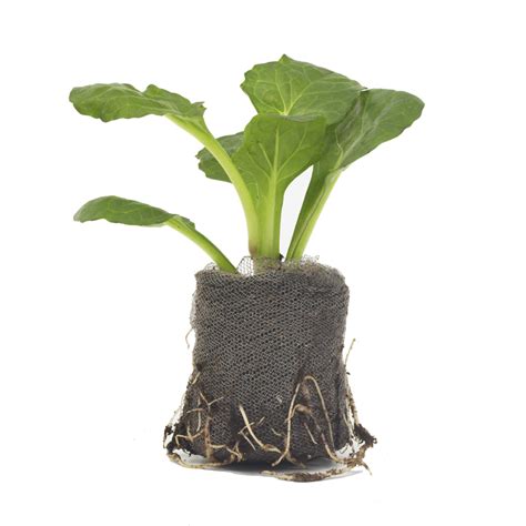 Jiffy germinador - Imagen 2