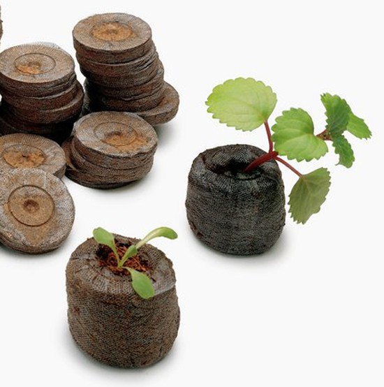 Jiffy germinador