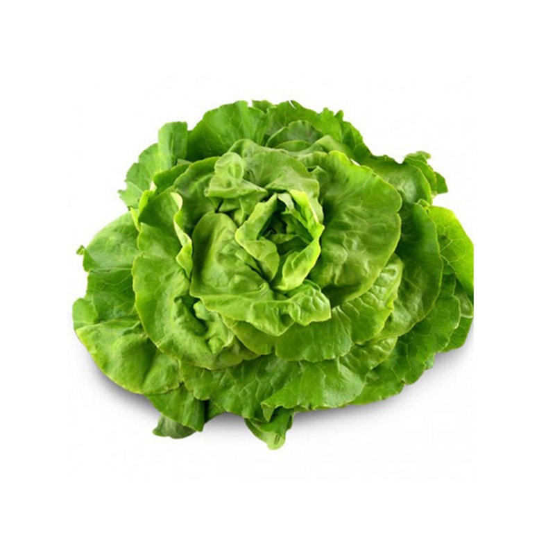 Lechuga maravilla
