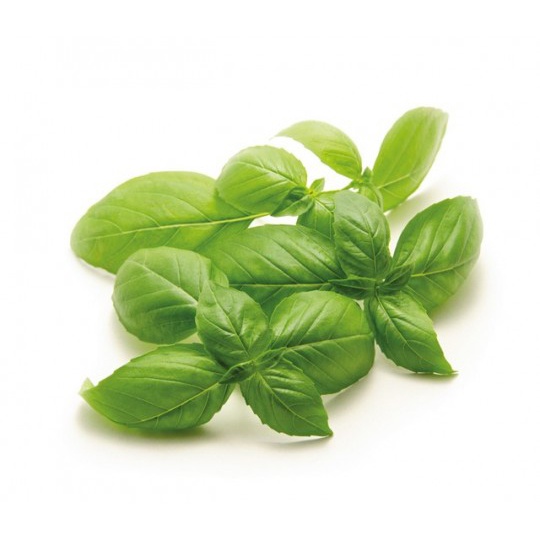 Albahaca genovesa