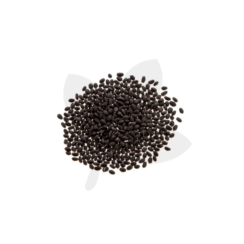 Albahaca genovesa - Imagen 2