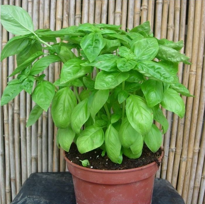 Albahaca genovesa - Imagen 3