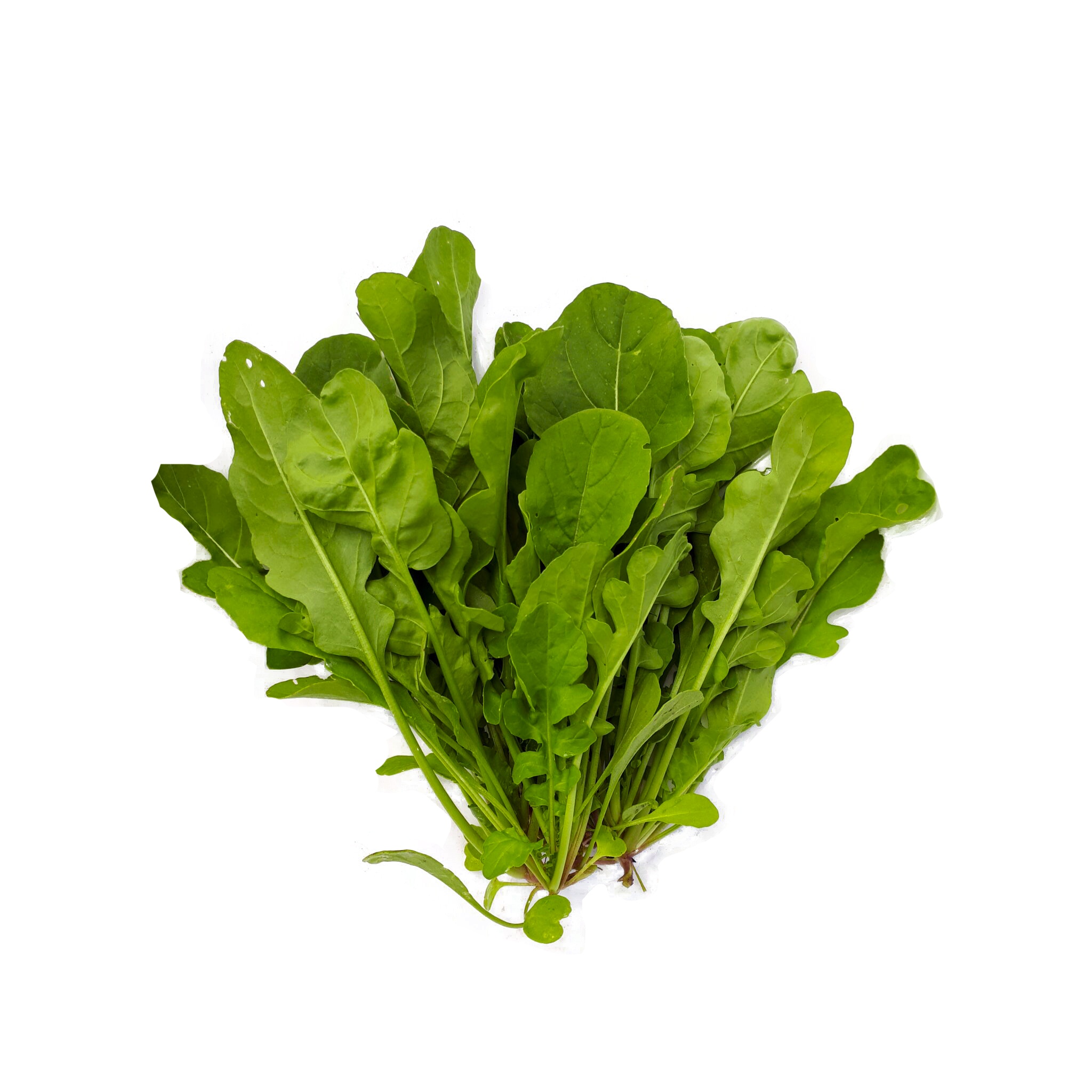 Rúcula cultivada