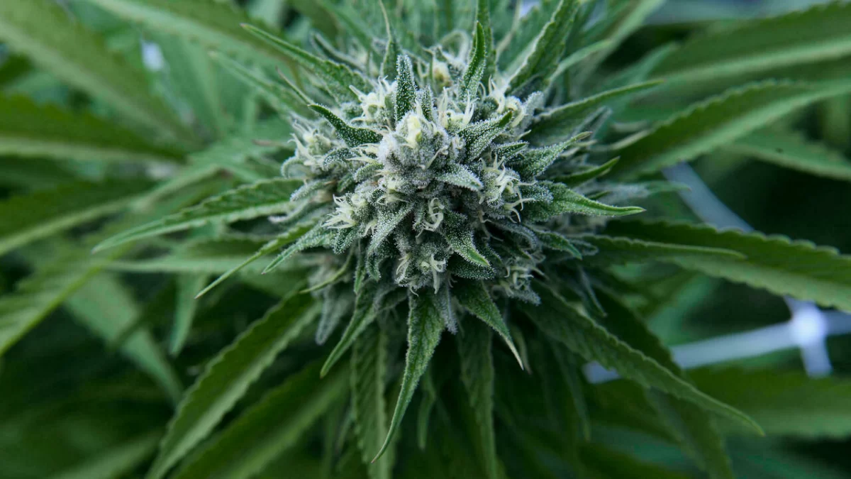 El uso del cannabis será "con fines terapéuticos, médicos, veterinarios, científicos y de investigación en el territorio nacional", señala el texto aprobado Pablo PORCIUNCULA BRUNE AFP/Archivos